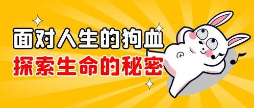 9-1-1爆料网 我真笨,揭秘“我真笨”背后的故事